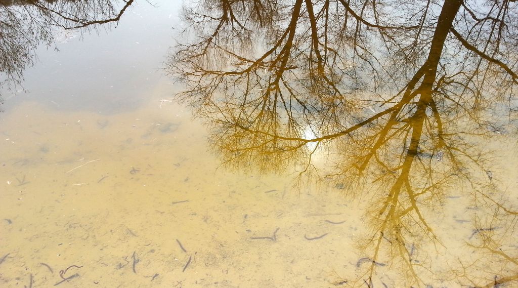 Amphibientümpel Untergrombach (Foto: Katrin Fritzsch, NABU)
