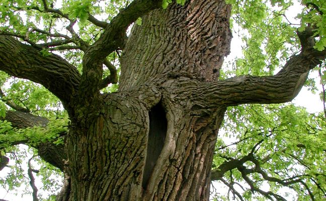 Alter Baum mit Spechthöhle (Quelle: Jochen Lehmann)