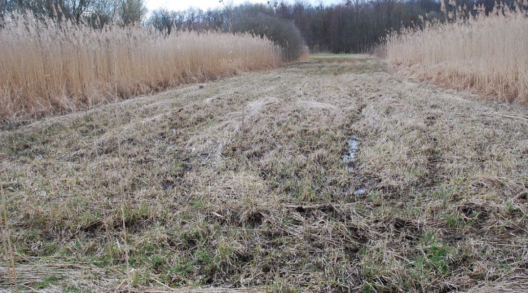 Steckwiesen bei Hördt, Fläche der Maßnahme vor der Umsetzung (Foto: NABU)