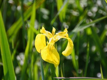 Gelbe Schwertlilie (Iris pseudacorus), Foto: B. Martens-Aly