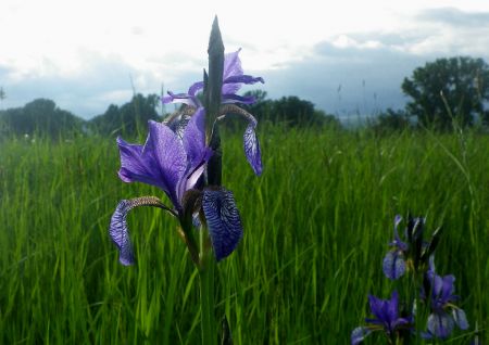 Schwertlilie (Iris spuria), (Foto: NABU)