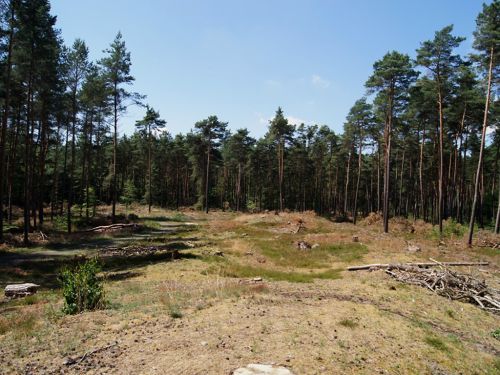 Durch das Projekt „Lebensader Oberrhein - Naturvielfalt von nass bis trocken“ in 2014 freigestellte Düne im Wald bei Dudenhofen