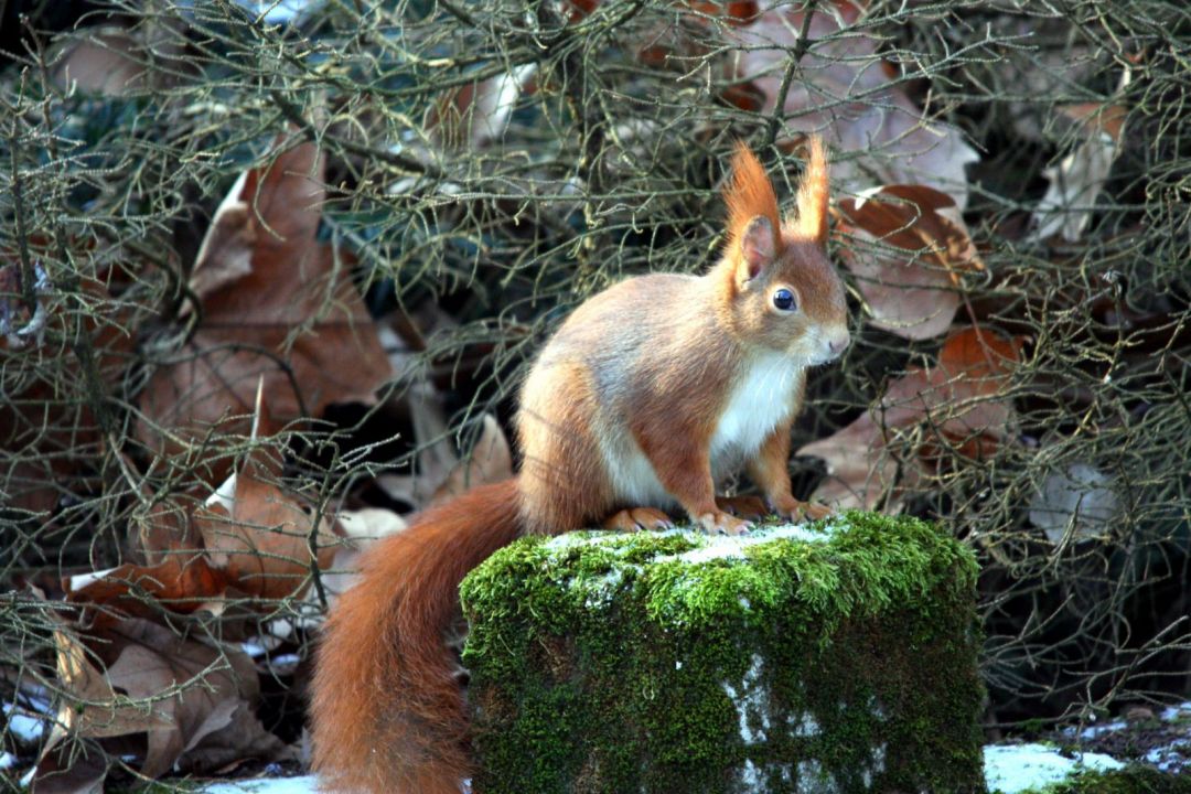 Eichhörnchen (Foto: Jana Riedel, NABU-Fotowettbewerb)