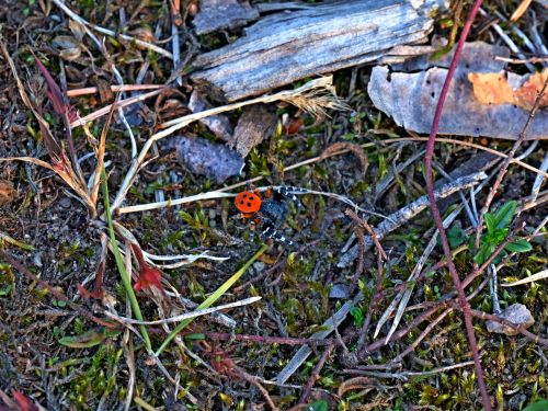 Rote Röhrenspinne im Hirschacker (Foto: NABU)