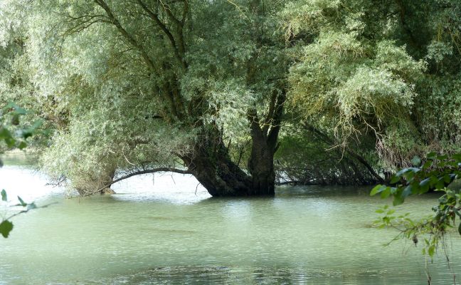 Bäume unter Wasser im Altrhein (Quelle: Patricia Klatt)