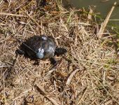 Wiederansiedlung der Europäischen  Sumpfschildkröte, besendertes Jungtier  bei Auswilderung