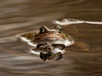 Amphibien - Grasfrosch (Quelle: Gerold Vitzthum)