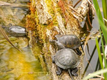 Sumpfschildkröten im Außengelände des Sealife Speyer