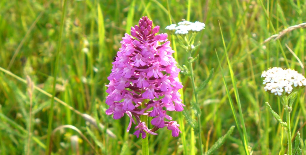 Pyramidenorchis in der Saalbachniederung (Quelle: NABU Hambrücken)