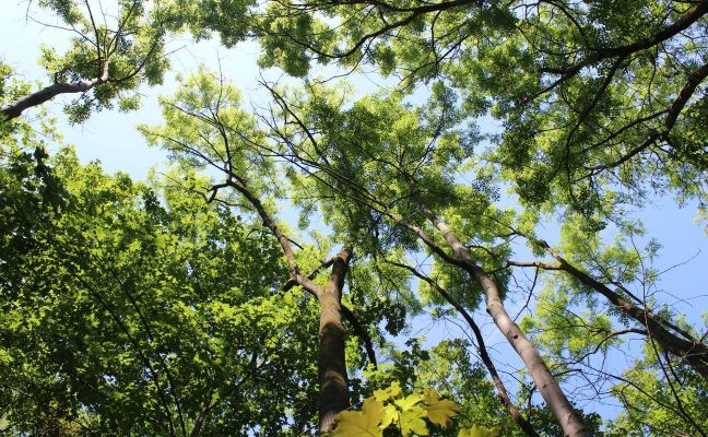 Eschen - ein typischer Baum der Hartholzaue (Foto: NABU)