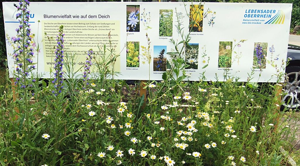 Blumenvielfalt vor dem NABU-Naturschutzzentrum Rheinauen