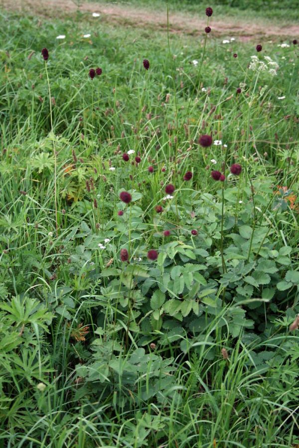 Großer Wiesenknopf © wikimedia.org