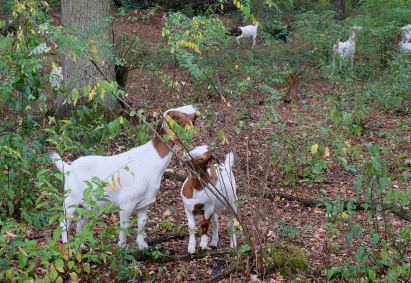 Burenziegen im Hirschwackerwald - Foto: NABU/K. Fritzsch