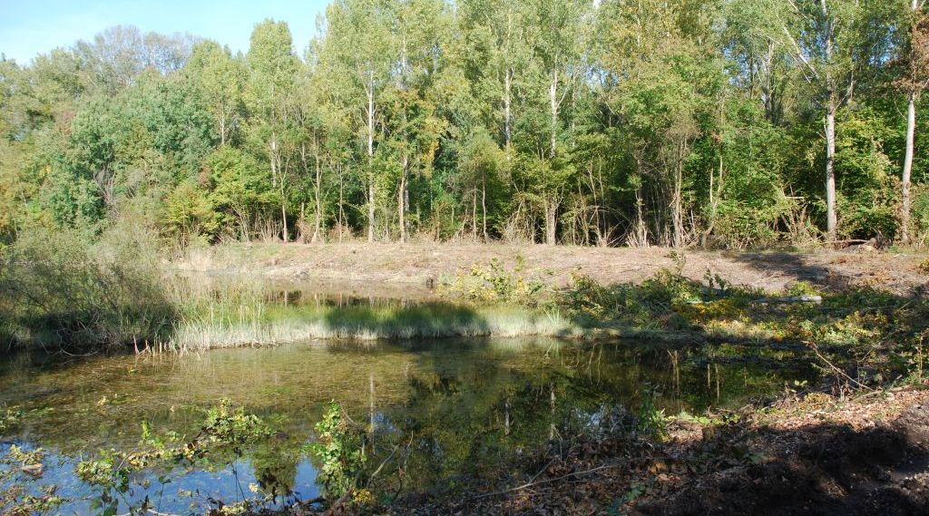 Wieder besonnte Ufer - ideale Laichgebiete für Amphibien.