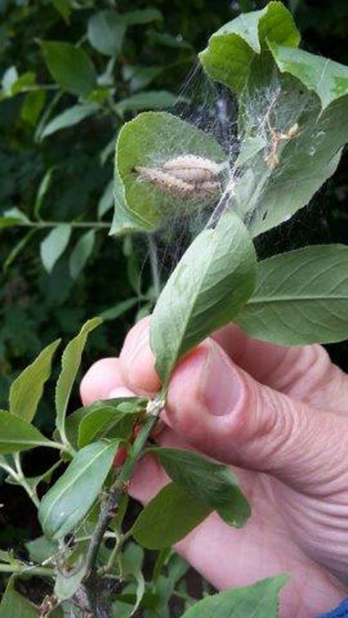 Wildblumen für Insekten (Foto: NAZKA)