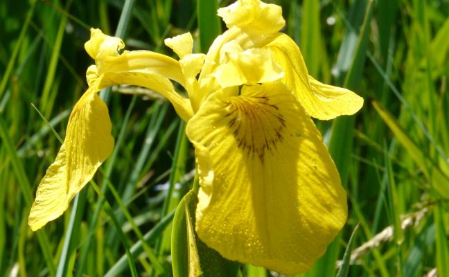 Die Gelbe Schwertlilie (Iris Pseudacorus) gehört zu den geschützten Arten (Quelle: NABU/M. Klatt)