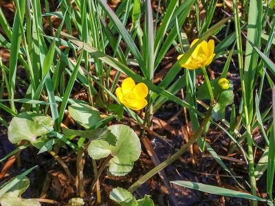 Sumpfdotterblume in nasser Senke