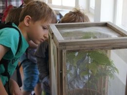Kinder entdecken Schmetterlingsraupen