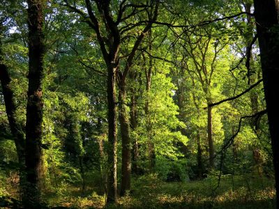 Artenvielfalt in alten Eichenwäldern )Foto: E. C. Driedger - Forstamt Rheinauen)