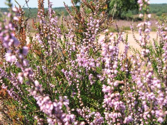 Besenheide (Foto: J. Reincke - NABU)