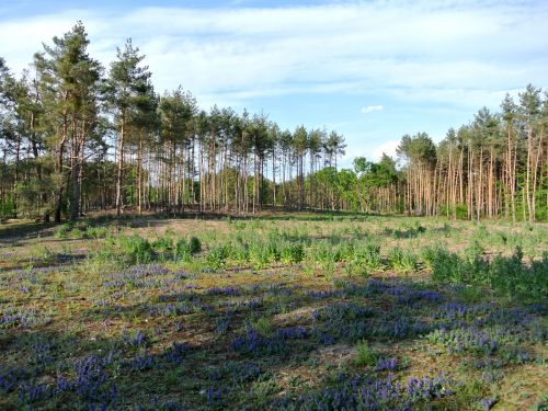 fener Dialog zwischen Naturschützern und Hundehaltern im Hirschackerwald