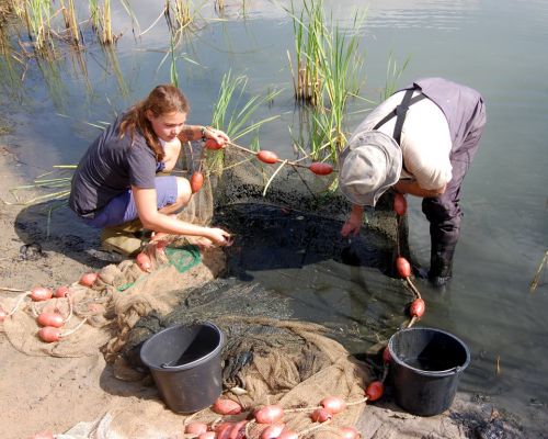 Fische fischen im Martin-Tümpel