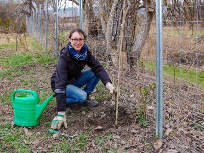 M. Benning pflanzt eine Weinrebe