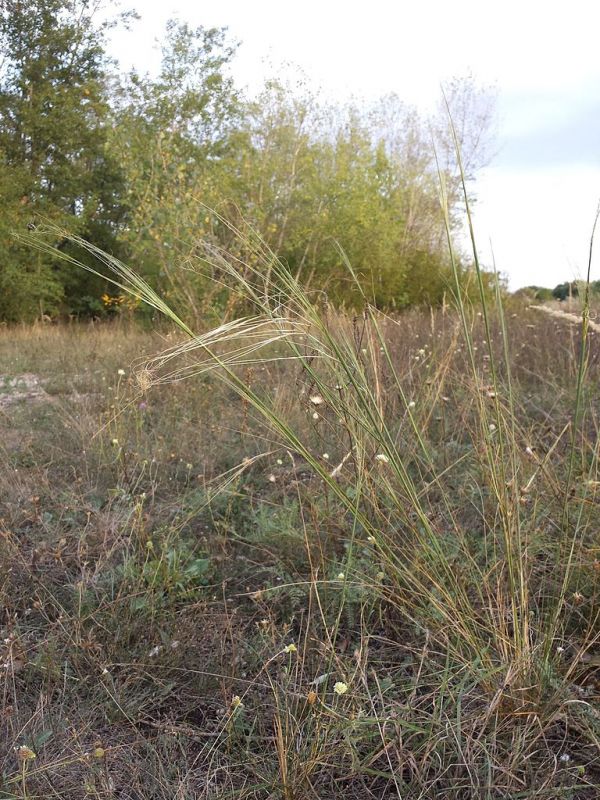 Stipa_capillata_sl4_Stefan.Lefnaer.jpg