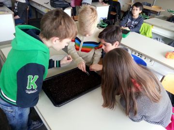 SchülerInnen bei der Aussaat von Wiesenpflanzen (Schulklasse 2014 Schlossgymnasium Mainz)