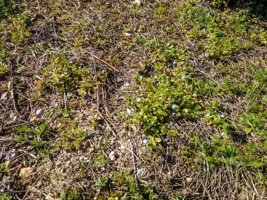 Magerbodenfläche mit Efeublättrigem Ehrenpreis - Top-Wohnlage für Wildbienen