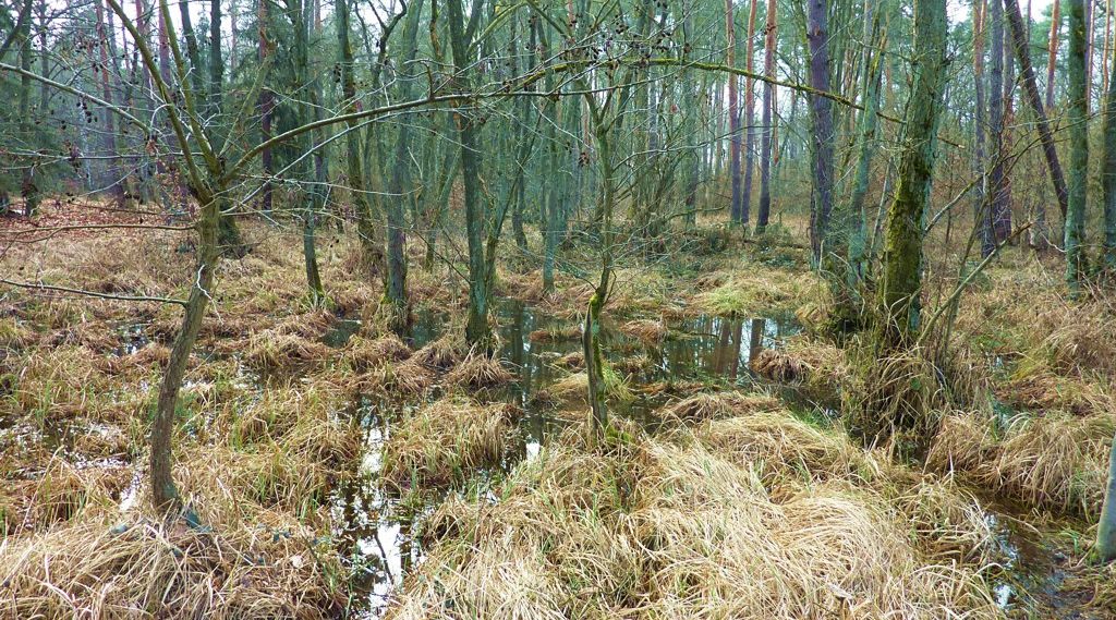 Auch dieser Teil des Waldes wird vom Altbach mit Wasser versorgt.