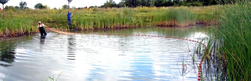 Fische fischen im Martin-Tümpel