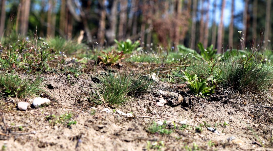 Natur auf sandigem Boden im Hirschackerwald (Foto: Dr. Katrin Fritzsch, NABU)