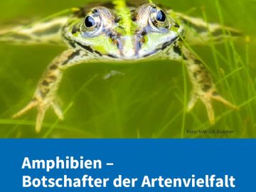 Amphibien-Broschüre