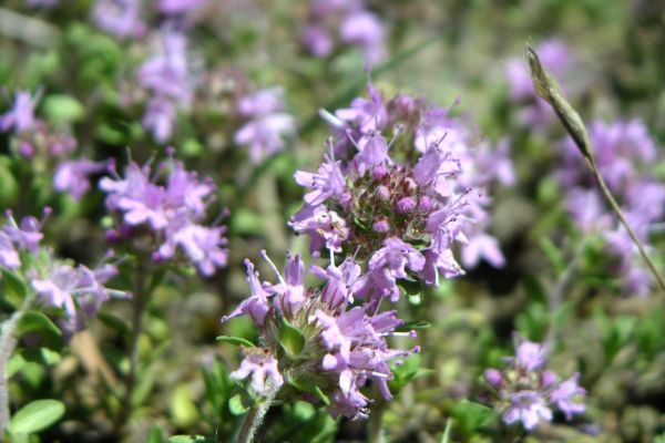 Sandthymian (Quelle: NABU/Baumann)