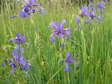 (Salz-)Wiesenschwertlilie (Iris spuria), © NABU