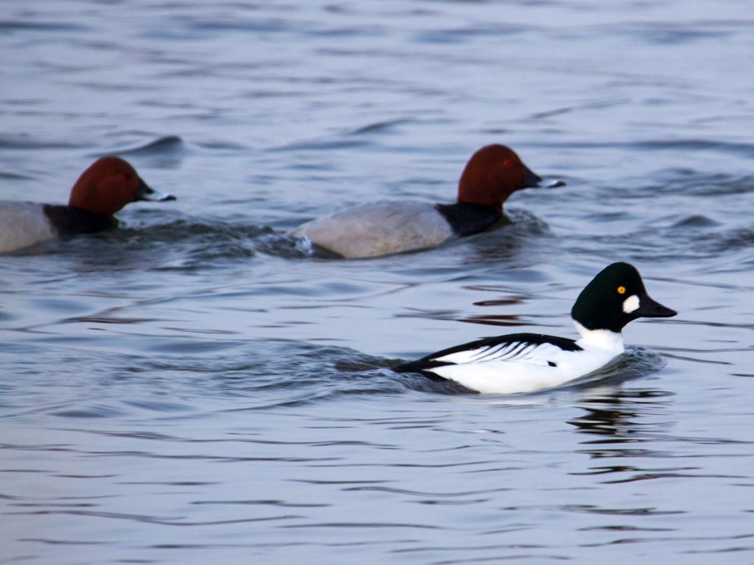 Schellente im Wasser (Foto: Claus Hektor - NABU-Netz)