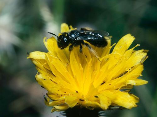 Die Zottelbiene ist keine „Honigbiene“ (Foto: M.Klatt/NABU BW)