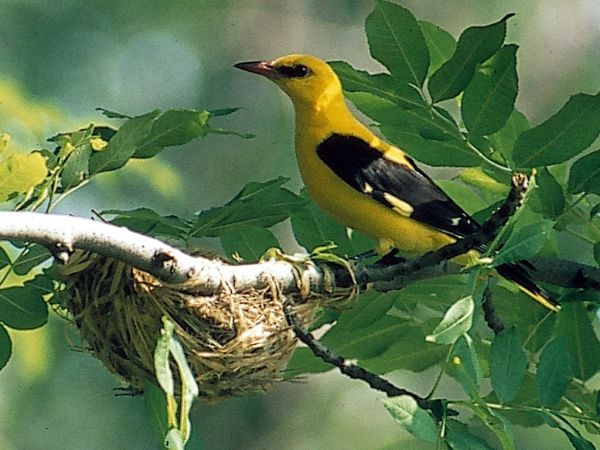 Pirol (Foto: NABU-Verbandsnetz, Hans Pollin)