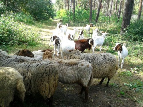 Beweidung im Hirschacker (Foto: Spiess)