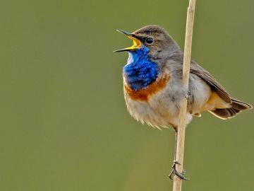 Blaukehlchen singend (Foto: Tom Dove / NABU)