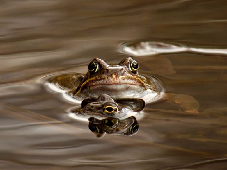 Grasfrosch (Foto: NABU/Gerold Vitzthum)