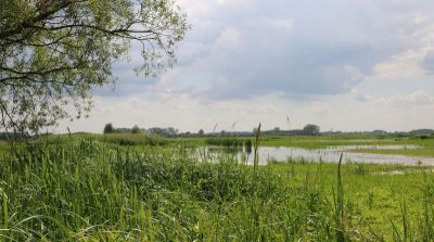 Deiche: Hochwasserschutz und Artenvielfalt - Foto: NABU/Iris Barthel