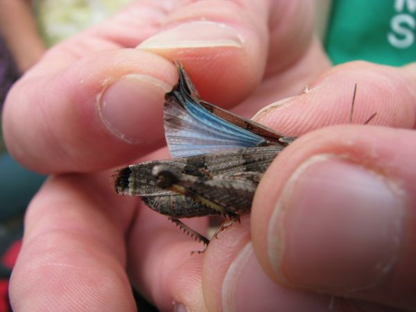 Blauflügelige Ödlandschrecke (Foto: J. Reincke)