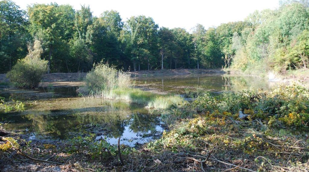 Amphibien benötigen warme, strukturreiche Flachwasserbereiche und sonnige Ufer.