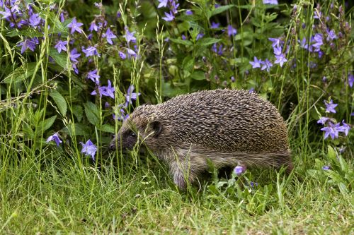 Igel im Garten (Foto: Christine Kuchem, NABU-Netz)