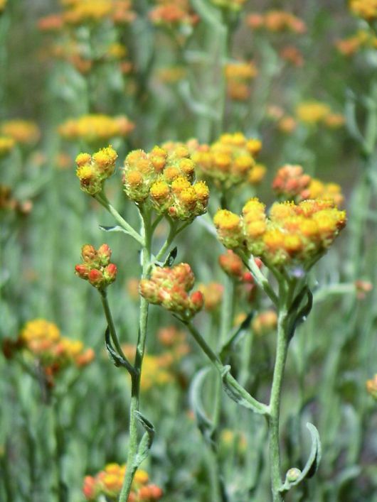 Sandstrohblume, Foto: A. Baumman, NABU BW